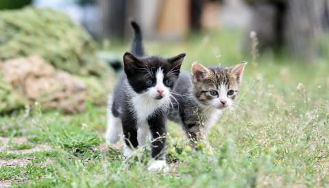 gestió de colònies felines